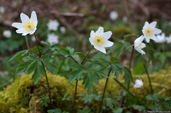 Wood Anemone -Anemone nemorosa