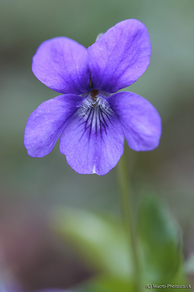 Common Dog Violet - Viola riviniana.