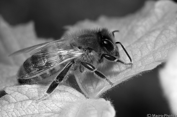 Bee Infrared - Black & White conversion in photoshop.