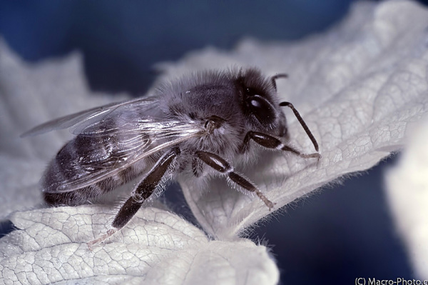 Bee Infrared - "Blue Skies" conversion in photoshop