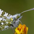Butterflies of the South of England 2011 I have created a YouTube video of the better photographs that I took in 2011 of butterflies in the south of England. I hope you enjoy it.