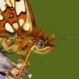 This is a tutorial on using the Select Colour tool in Photoshop CS5 to replace a background with a single colour. I shot this Small Pearl Bordered Butterfly, with flash and was holding a leaf in the background to stop a black background effect.  Unfortunately I held it too close...