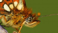 Replacing a Background with Select Colour in Photoshop CS5 This is a tutorial on using the Select Colour tool in Photoshop CS5 to replace a background with a single colour. I shot this Small Pearl Bordered Butterfly, with flash and was holding a leaf in the background to stop a black background effect. Unfortunately I held it too close...