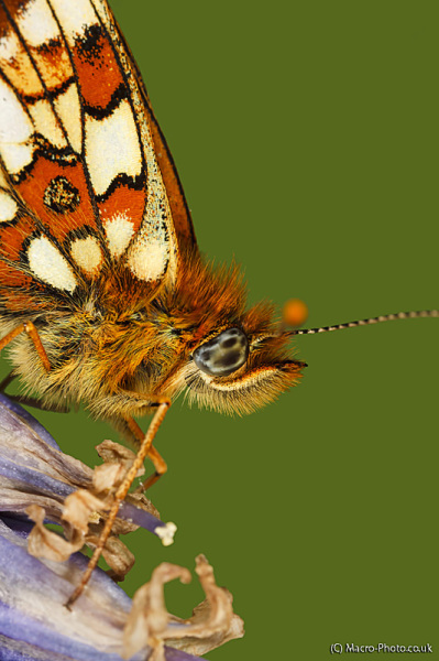 Small Pearl Bordered Fritillary - Final Image Small Pearl Bordered Fritillary - Final Image