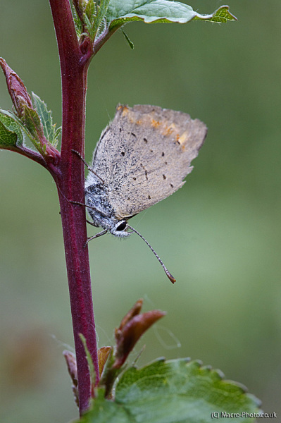 Small Copper Small Copper