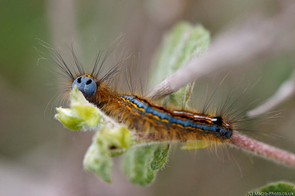 Lackey Moth Catterpillar Lackey Moth Catterpillar