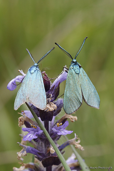 Blue Moths Blue Moths