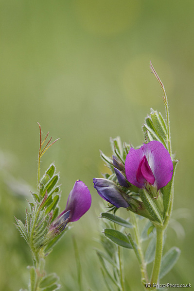 Vetch Vetch