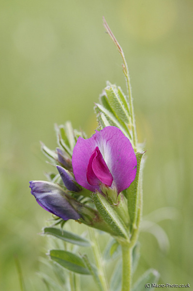 Vetch Vetch