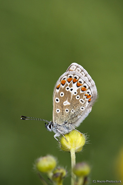Butterfly Butterfly