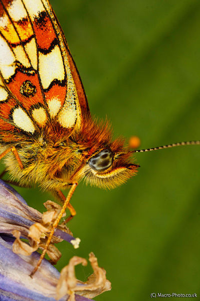 Original image of small Pearl Bordered Butterfly Original image of small Pearl Bordered Butterfly