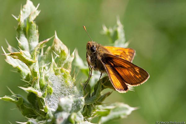 Large Skipper - Ochlodes faunus.
