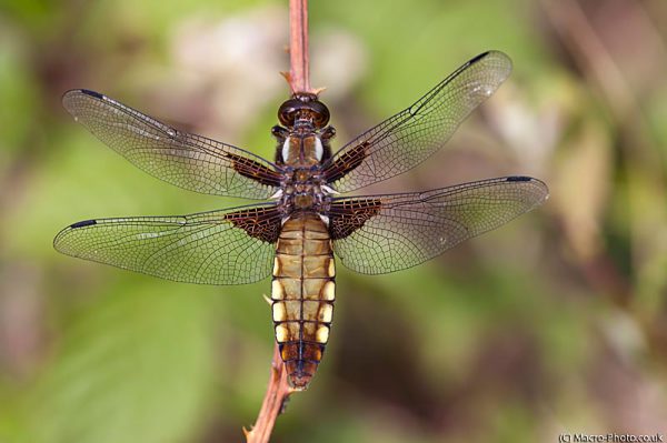 Broad-bodied Chaser