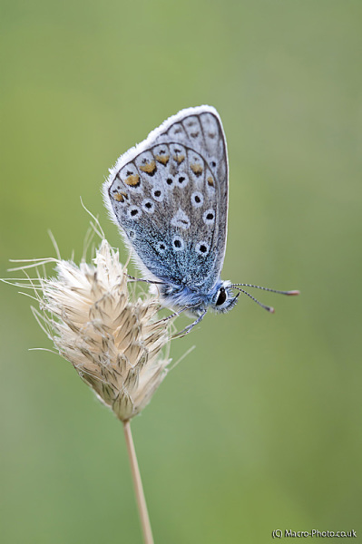 Common Blue