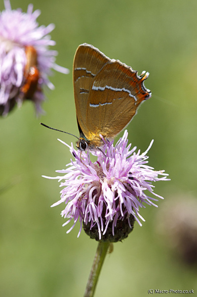 Brown Hairstreak - Thecla betulae Brown Hairstreak - Thecla betulae
