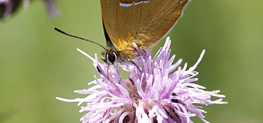 A mid July weekend visit to the Butterfly conservations Alners Gorse reserve proved rewarding in species of butterfly seen.  I managed to see & shoot my first purple hairstreaks, and also spotted an shot a Brown Hairstreak. Being a hot weekend the butterflies were fairly active, but fortunately in abundance...