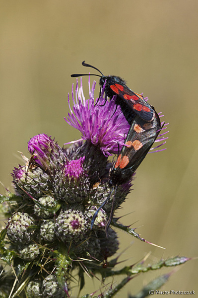 Six-Spot Burnet Moths - Zygaena filipendulae Six-Spot Burnet Moths - Zygaena filipendulae