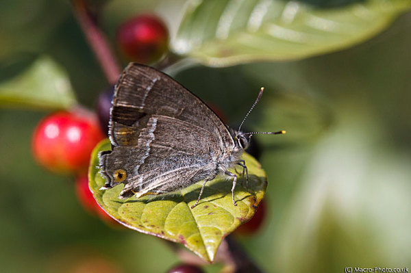 Purple Hairstreak -Neozephyrus quercus Purple Hairstreak -Neozephyrus quercus