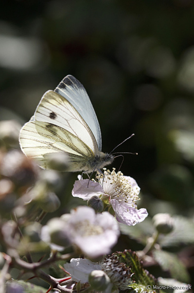 Backlit Green-veined White - Pieris napi Backlit Green-veined White - Pieris napi