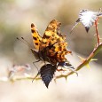 With Butterflies we normally see shots of detail in their wings from front lighting.  However you can also get some interesting pictures by taking advantage of different sunlight angles. Backlighting can be effective as this can have the effect of making their wings more translucent and see-through in effect. The...