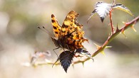 Using Sunlight with Butterflies With Butterflies we normally see shots of detail in their wings from front lighting. However you can also get some interesting pictures by taking advantage of different sunlight angles. Backlighting can be effective as this can have the effect of making their wings more translucent and see-through in effect. The...
