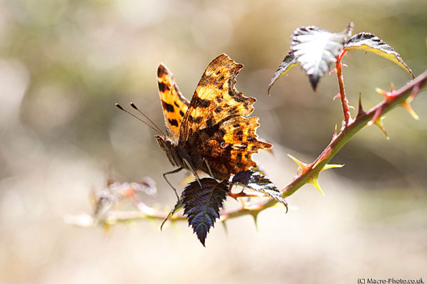 Backlit Comma - Polygonia c-album Backlit Comma - Polygonia c-album
