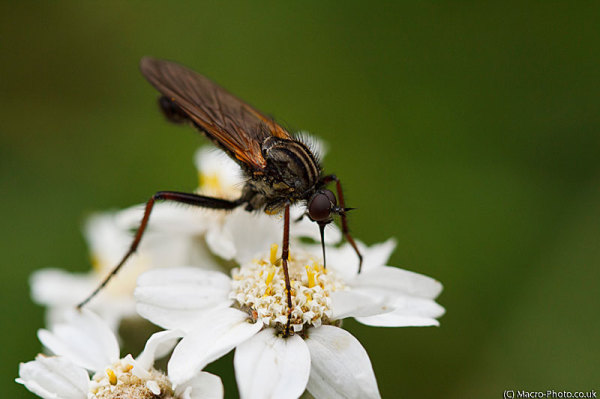 Dance Fly - Empis tessellata on flower Dance Fly - Empis tessellata on flower