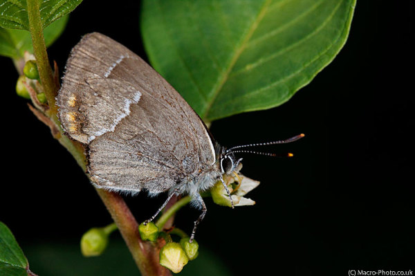 Purple Hairstreak -Neozephyrus quercus Purple Hairstreak -Neozephyrus quercus