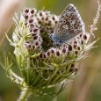 Took a visit on Sunday to Broadcroft Quarry – with a view to attempting to take some Chalkhill blues.  This time last year they were out there in abundance, so was hopeful of a good showing.  There were plenty about but it was also extremely windy, making capturing them a...