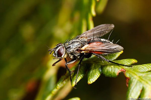Fly