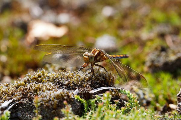 Keeled Skimmer (Female) - Orthetrum coerulescens