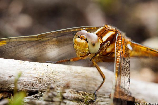 Keeled Skimmer (Female) - Orthetrum coerulescens.