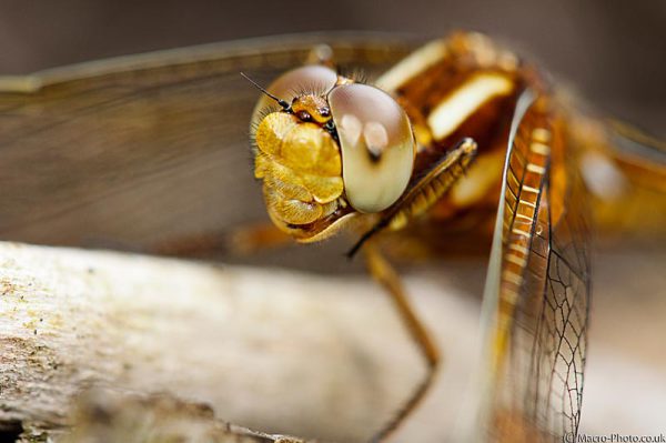 Keeled Skimmer (Female) - Orthetrum coerulescens.