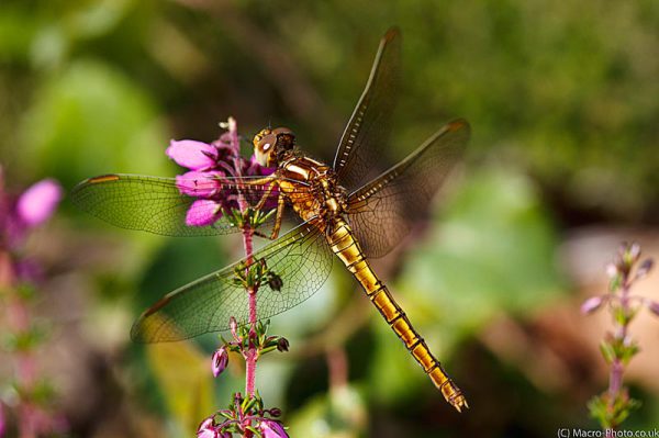 Keeled Skimmer (Female) - Orthetrum coerulescens.