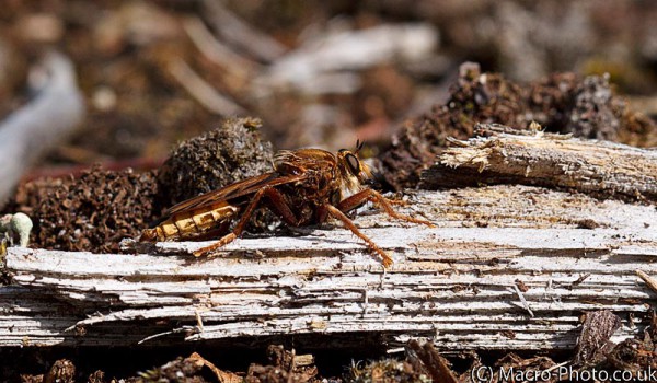 Hornet Robber Fly - Cropped
