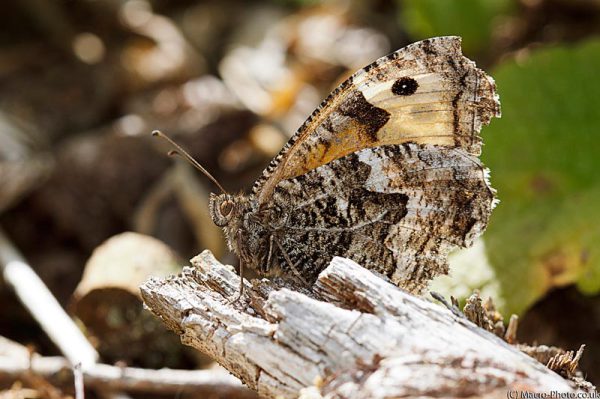 Grayling - Hipparchia semele