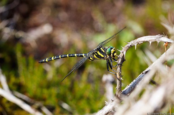 Golden-ringed Dragon Fly - Cordulegaster boltonii