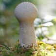 Went with both my Canon 50D and my IR converted 20D to Higher Hyde Heath in Dorset (A DWT Reserve), primarily to hunt some dragonflies.  The place is also good for fungi, which I note are coming up already, and it was in fact these subjects that I took first...