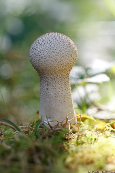Fungi Fungi