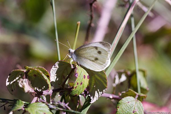 Small White on brambles Small White on brambles