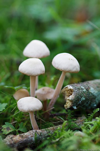 Four Fungi Four Fungi