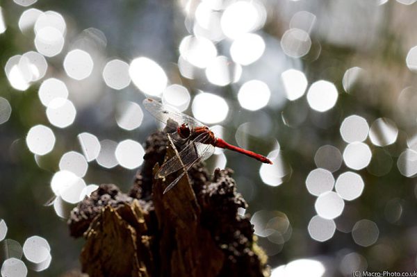 Ruddy Darter - Sympetrum sanguineum Ruddy Darter - Sympetrum sanguineum