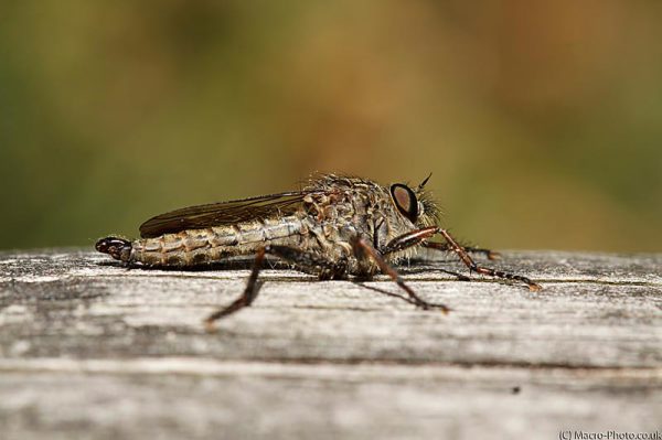 Robber Fly Robber Fly