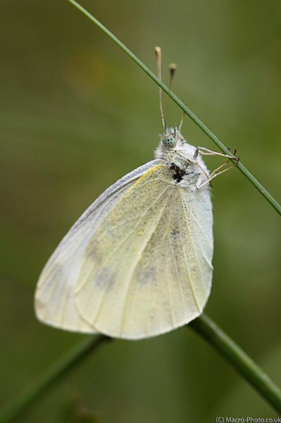 Small White - Pieris rapae Small White - Pieris rapae