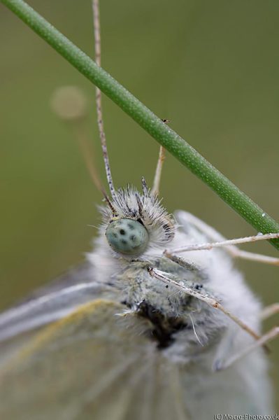 Small White - Pieris rapae 1:1 Small White - Pieris rapae 1:1