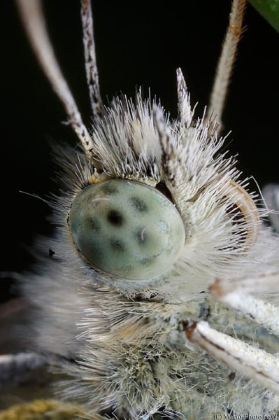 Small White - Pieris rapae 4:1 Small White - Pieris rapae 4:1