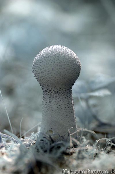 Fungi in IR Fungi in IR
