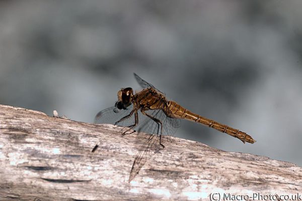 Female Common Darter in IR Female Common Darter in IR