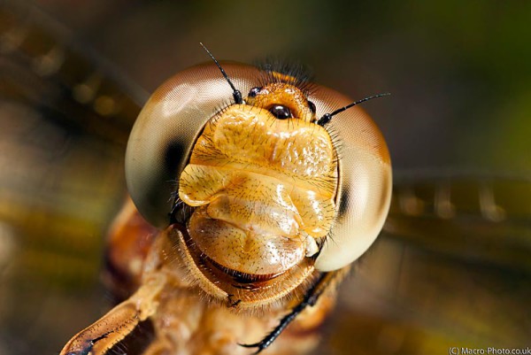 Stack of 4 shots of Keeled Skimmer (Female) head - Orthetrum coerulescens (2x Mag)