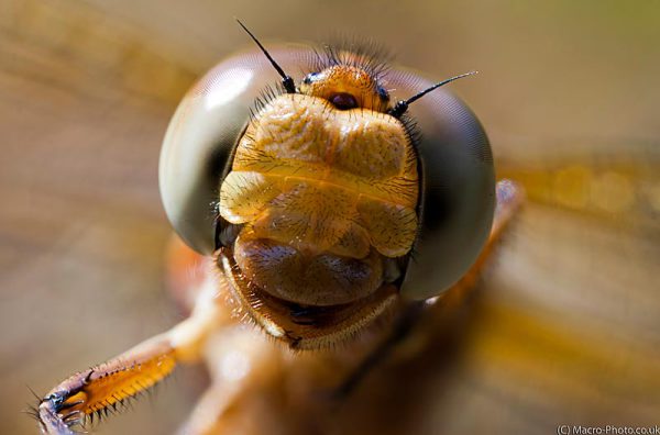 Stack of 6 shots of Keeled Skimmer (Female) head - Orthetrum coerulescens (2x Mag)